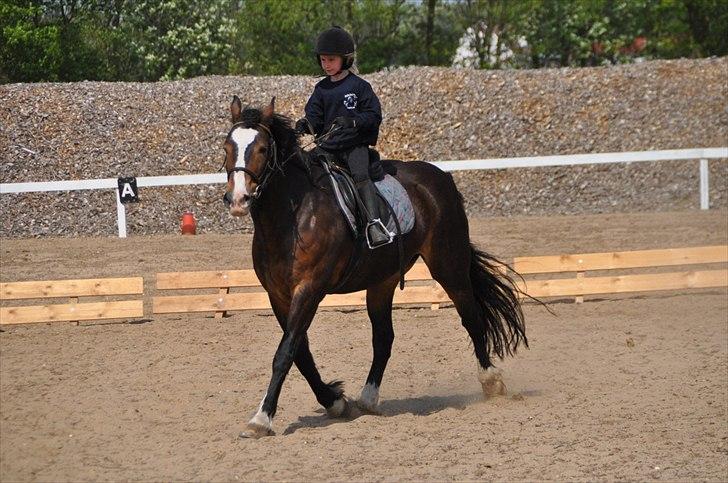 Elmelund rideklub billede 32