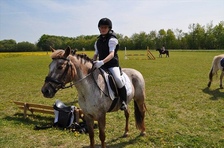 Elmelund rideklub billede 34