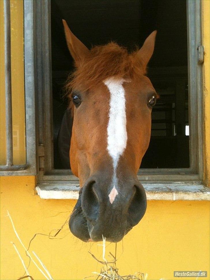 Tegninger :D   - Original billede :) - Castello billede 206