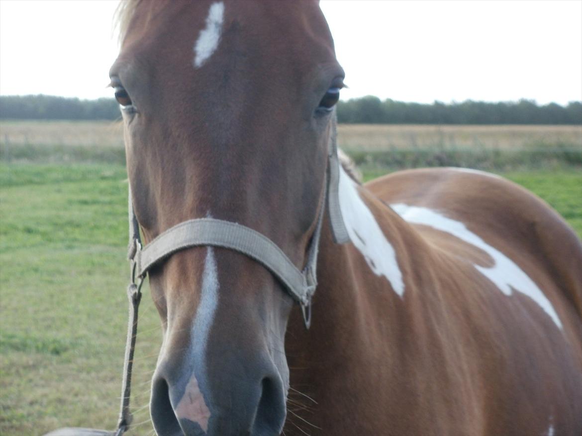 Så er de alle 3 enelig samlet :D billede 2