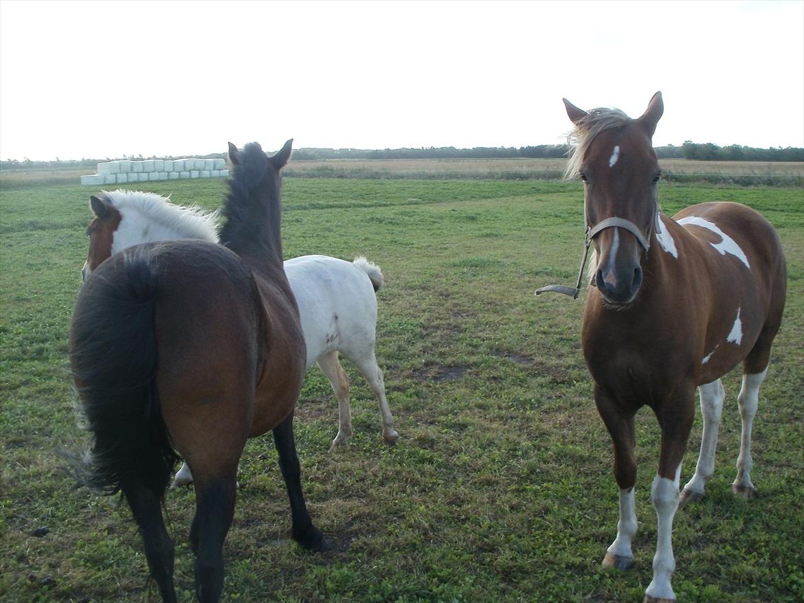 Så er de alle 3 enelig samlet :D billede 3