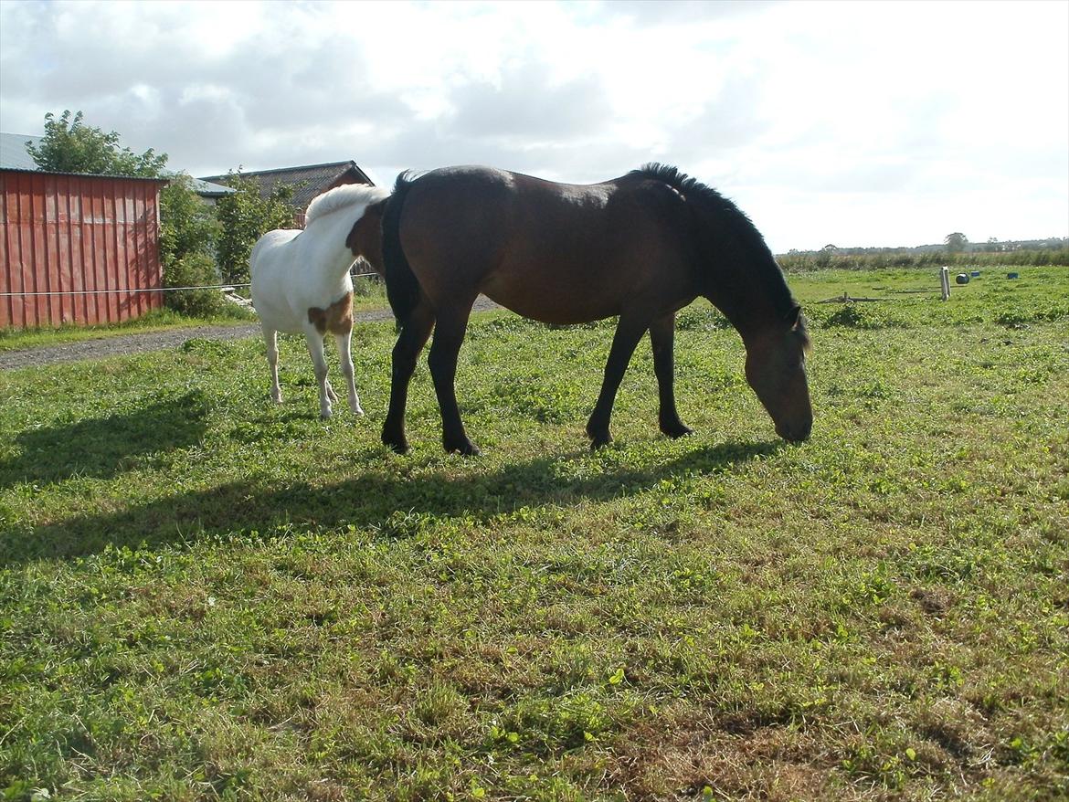 Så er de alle 3 enelig samlet :D billede 4