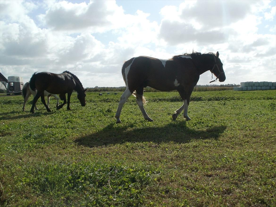 Så er de alle 3 enelig samlet :D billede 5