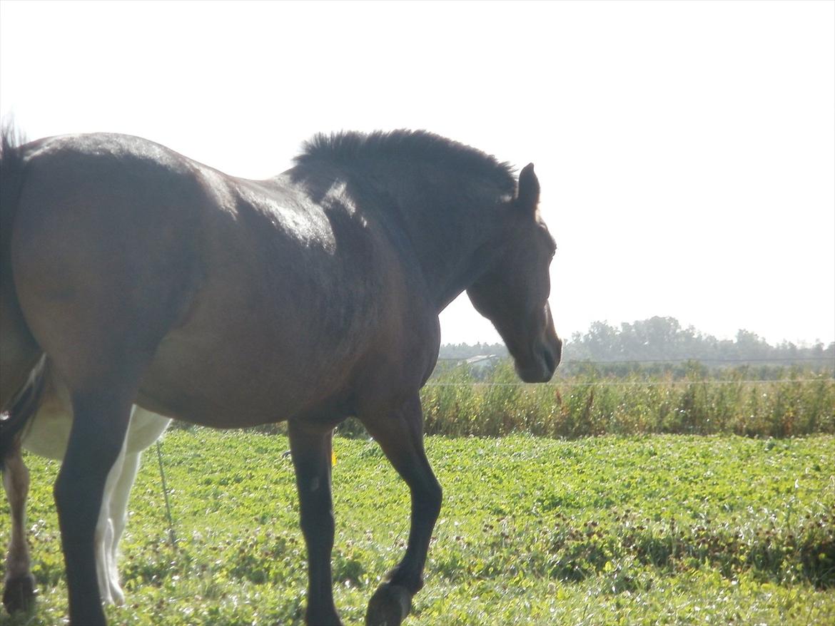 Så er de alle 3 enelig samlet :D billede 1