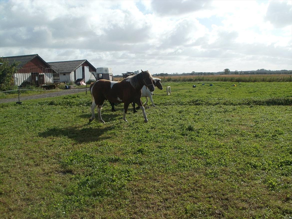 Så er de alle 3 enelig samlet :D billede 6