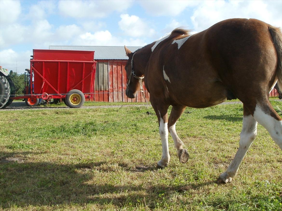 Så er de alle 3 enelig samlet :D billede 7