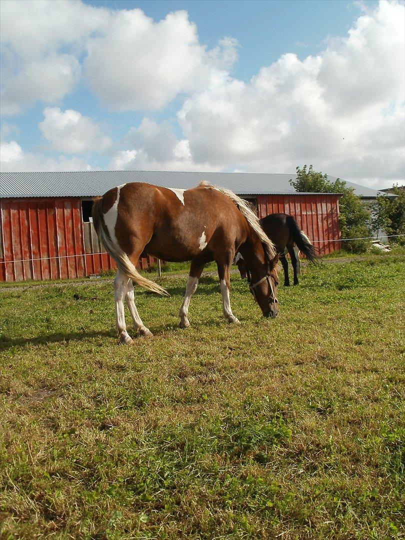 Så er de alle 3 enelig samlet :D billede 8
