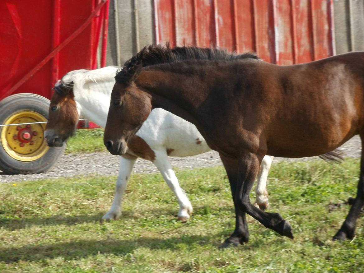 Så er de alle 3 enelig samlet :D billede 9