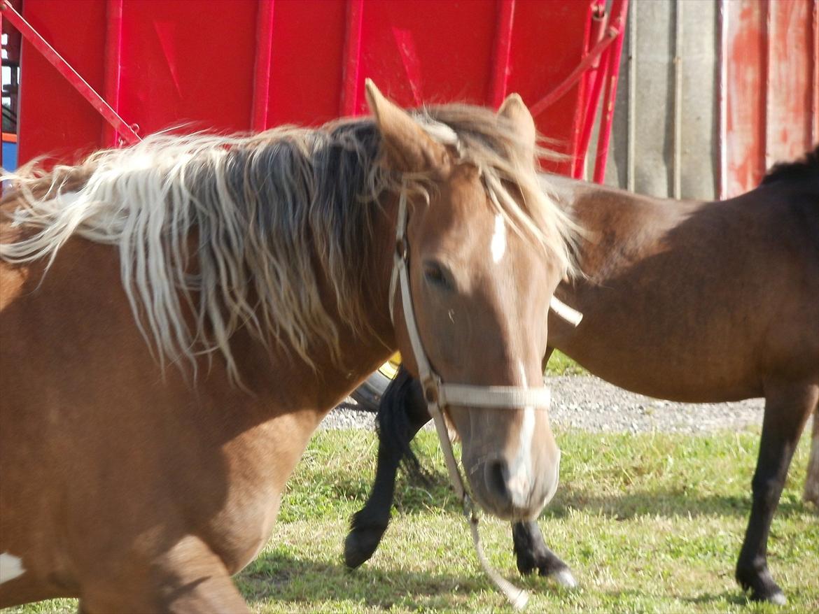 Så er de alle 3 enelig samlet :D billede 10