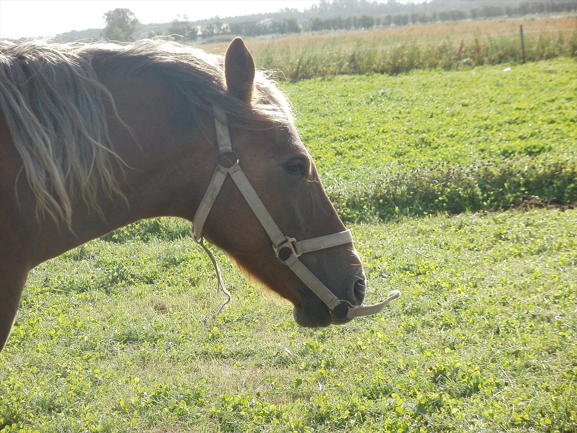 Så er de alle 3 enelig samlet :D billede 11