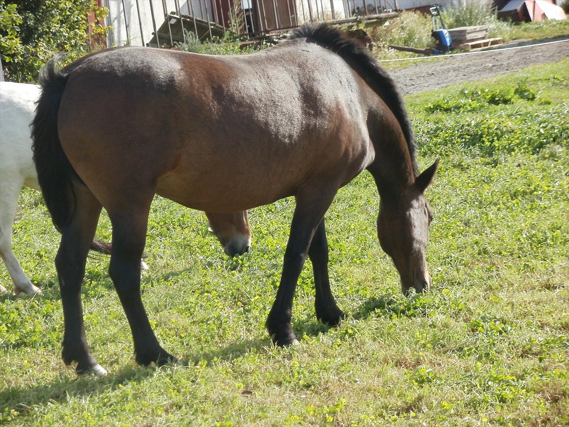 Så er de alle 3 enelig samlet :D billede 12