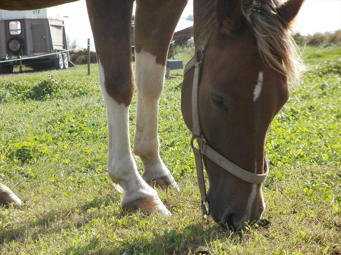 Så er de alle 3 enelig samlet :D billede 13