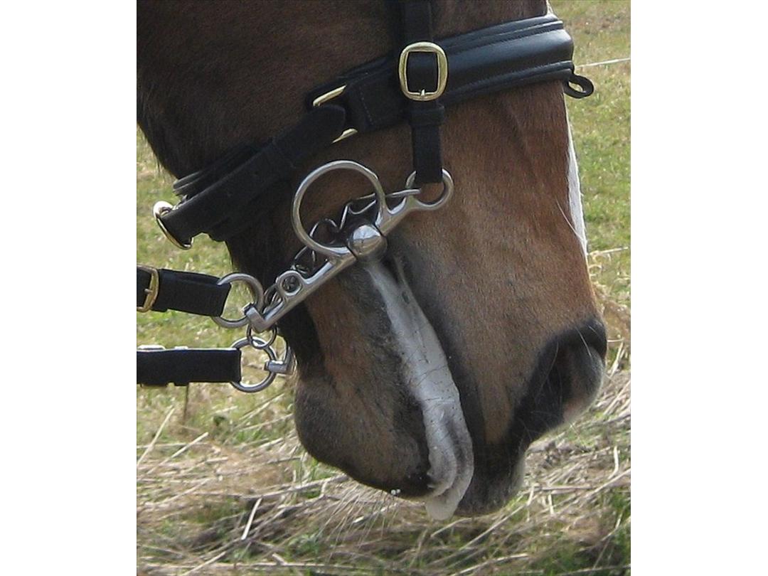 Metal munden (artikel) - Diverse hest - Uploadet af Løvgreen