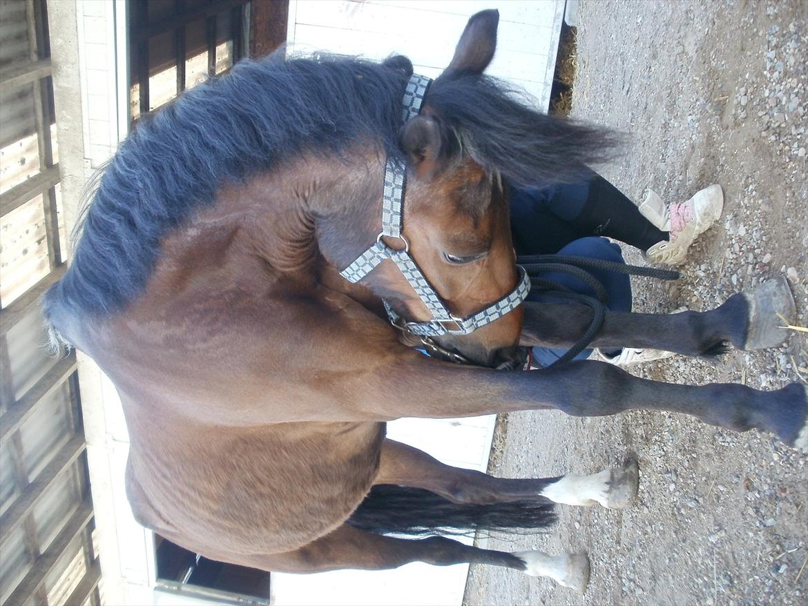 Emma Andersen & Walter<3 Maja Skovgaard som fotograf!:P <3 billede 15