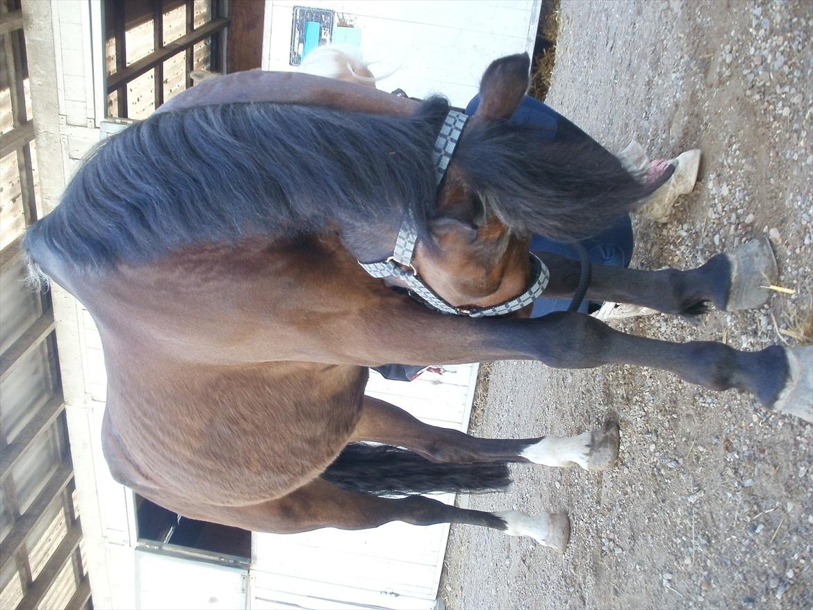 Emma Andersen & Walter<3 Maja Skovgaard som fotograf!:P <3 billede 16