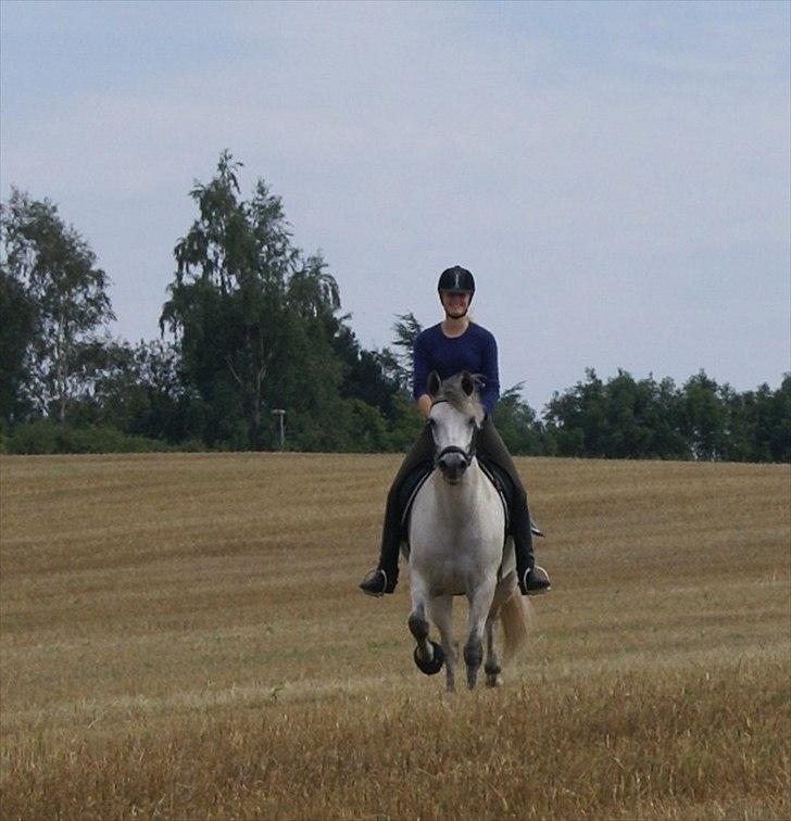 Stubmarker 2011 :D - Hidsig Pony, klar til endnu en jordetur! xD !! billede 14