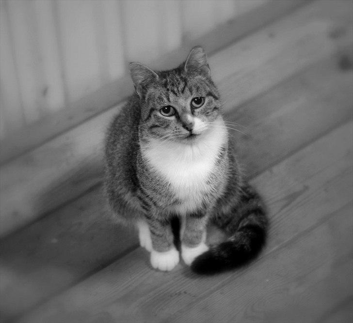 Sjov med Netto-pose ;)  billede 2