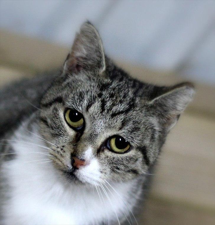 Sjov med Netto-pose ;)  billede 3