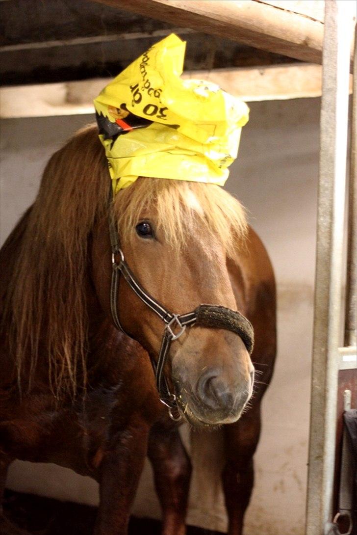 Sjov med Netto-pose ;)  billede 4