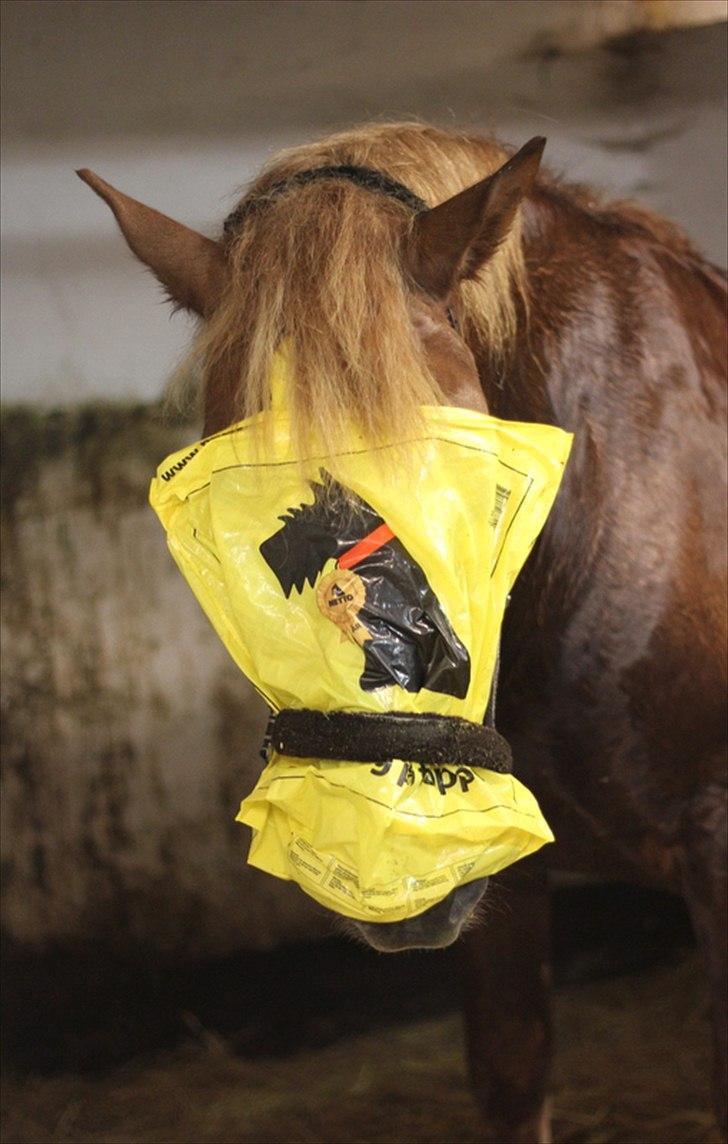 Sjov med Netto-pose ;)  billede 5