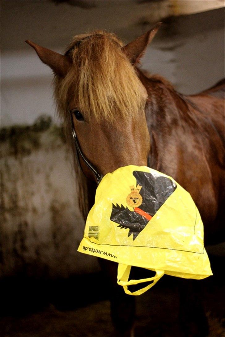 Sjov med Netto-pose ;)  billede 6