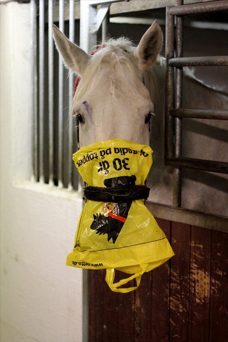 Sjov med Netto-pose ;)  billede 7