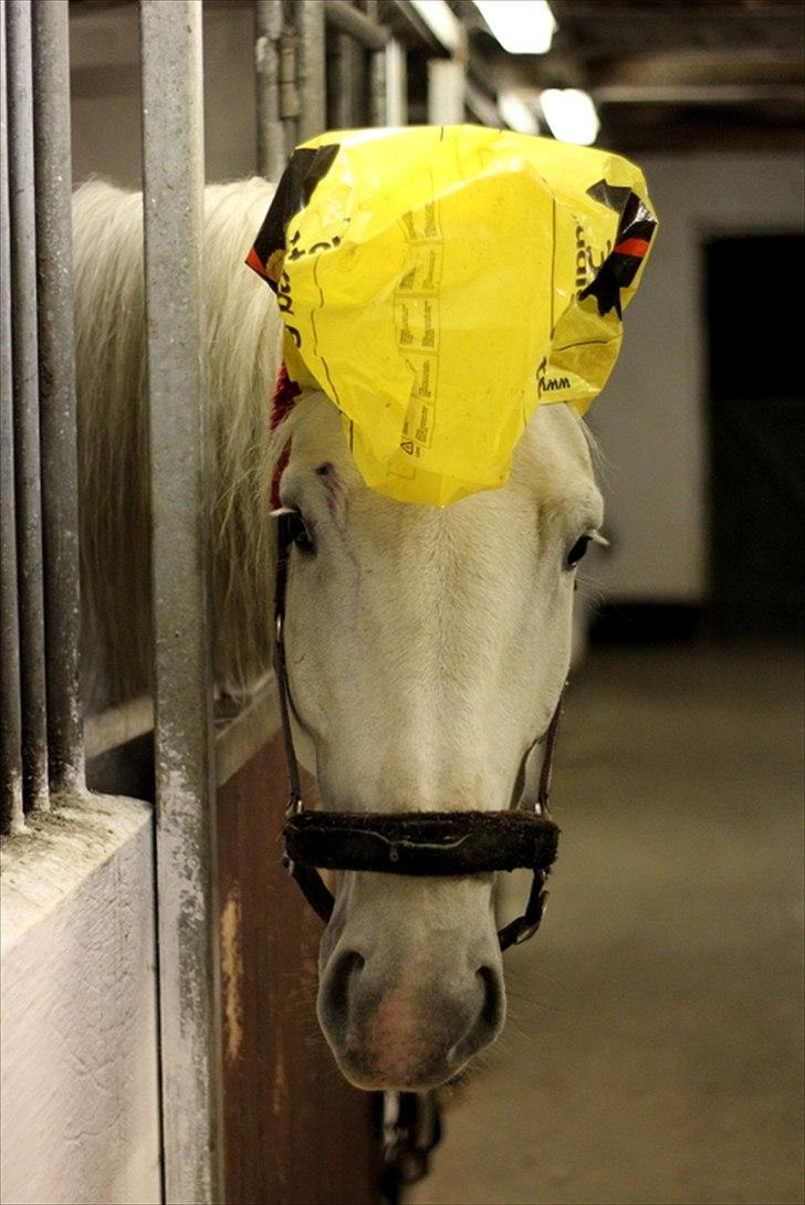 Sjov med Netto-pose ;)  billede 8