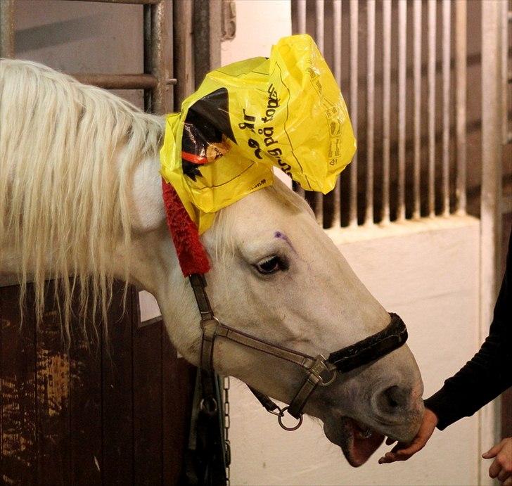 Sjov med Netto-pose ;)  billede 11