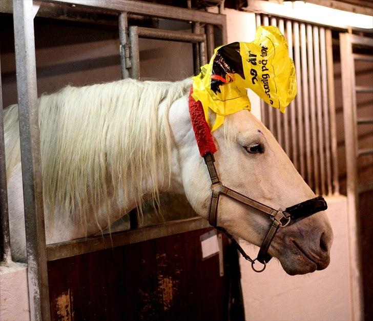 Sjov med Netto-pose ;)  billede 12