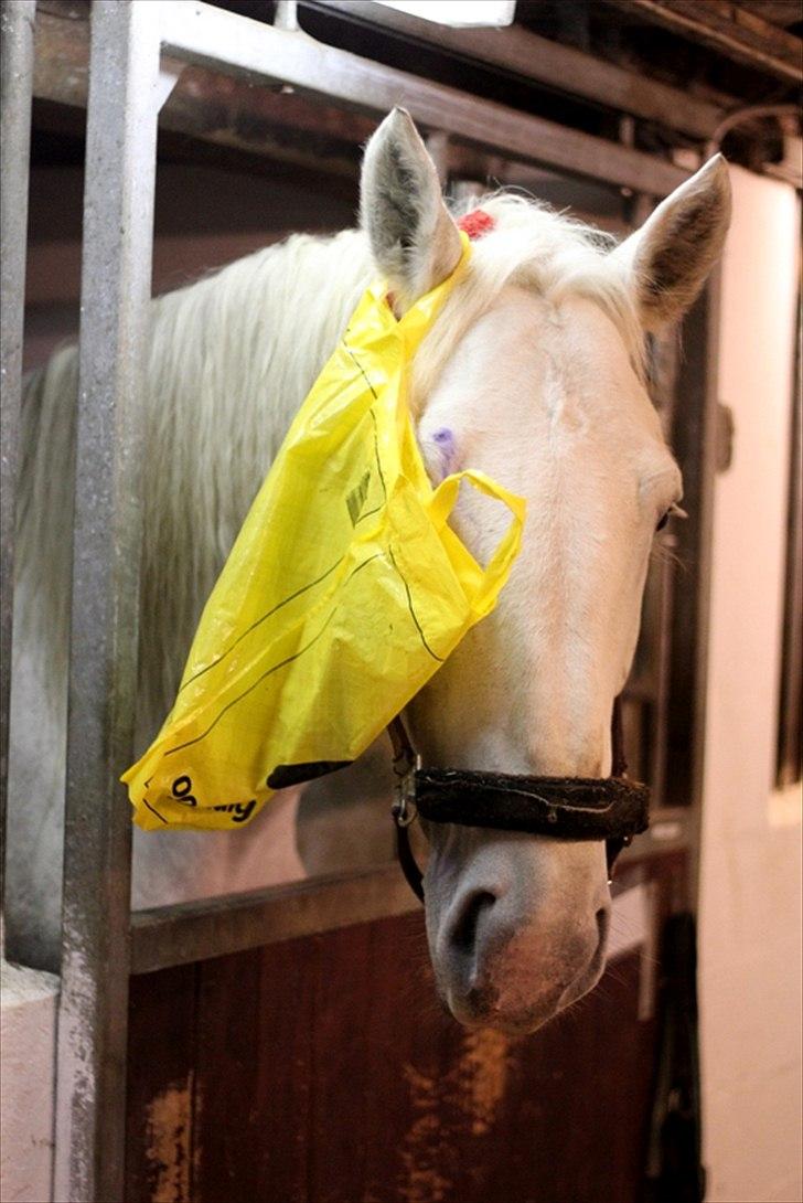 Sjov med Netto-pose ;)  billede 13