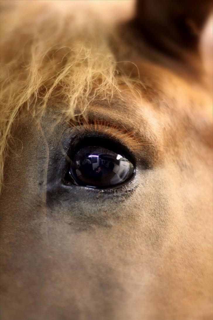 Sjov med Netto-pose ;)  billede 15