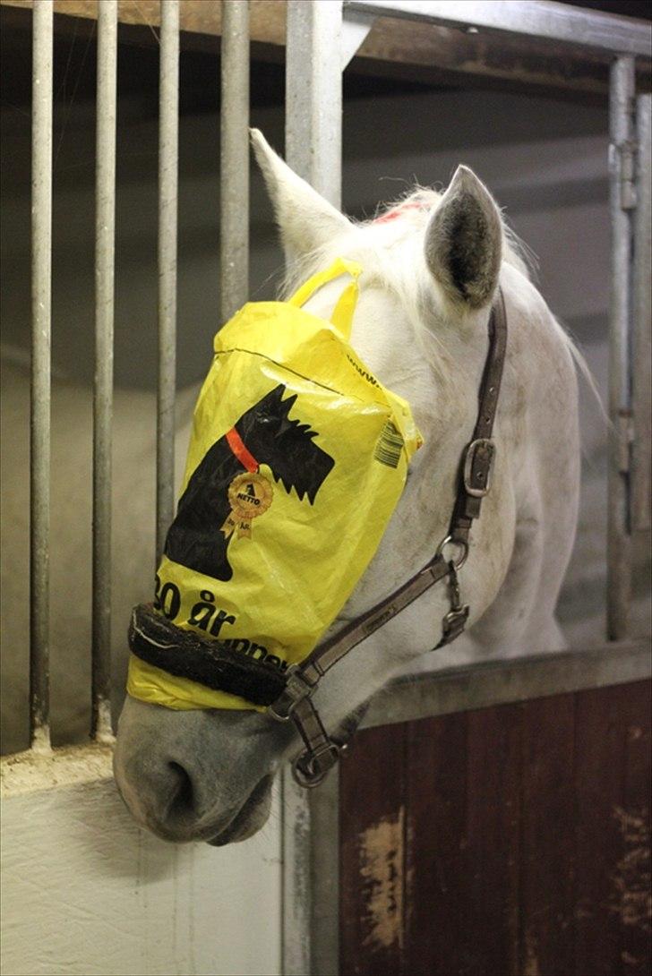 Sjov med Netto-pose ;)  billede 1