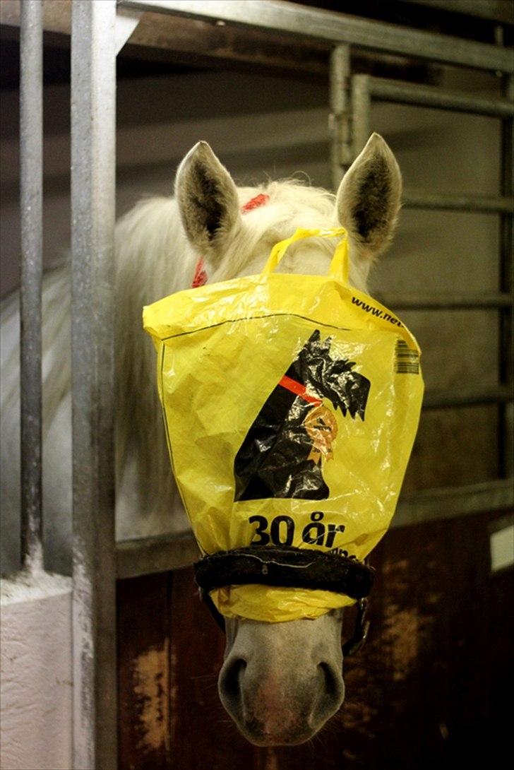 Sjov med Netto-pose ;)  billede 16