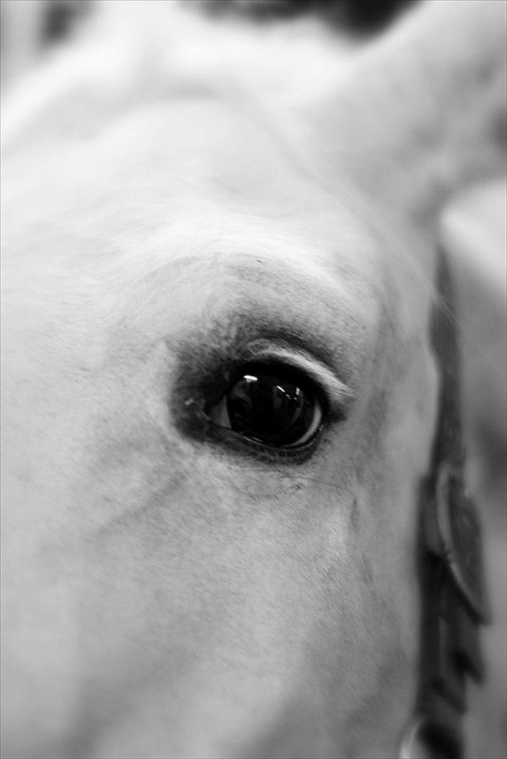 Sjov med Netto-pose ;)  billede 17