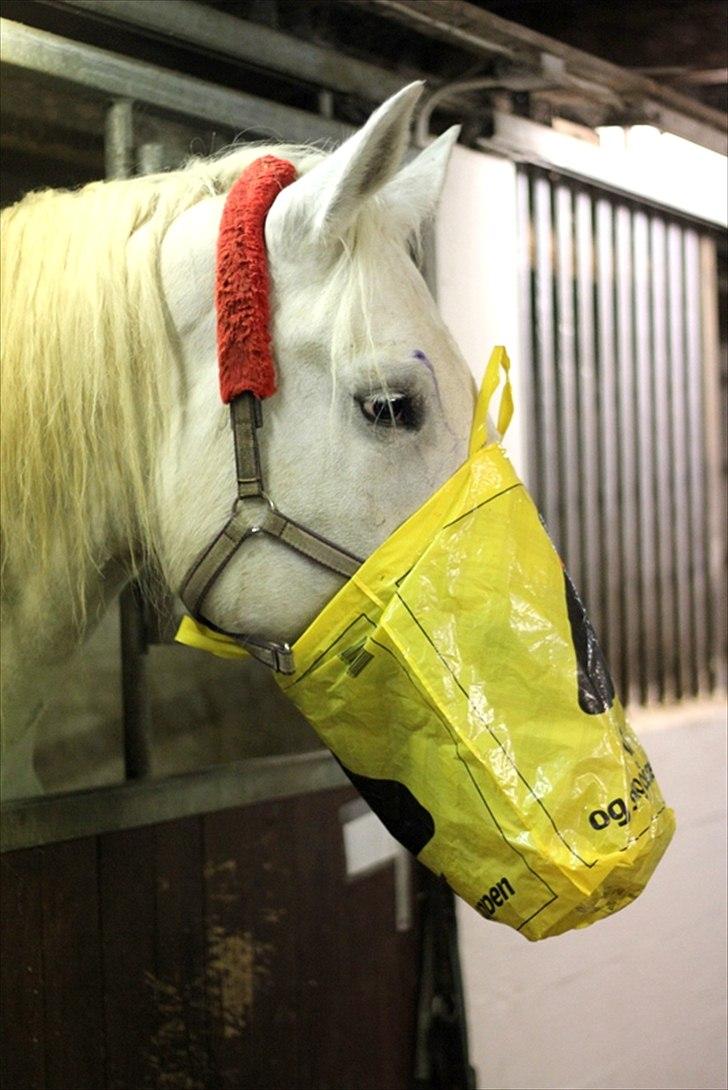 Sjov med Netto-pose ;)  billede 18