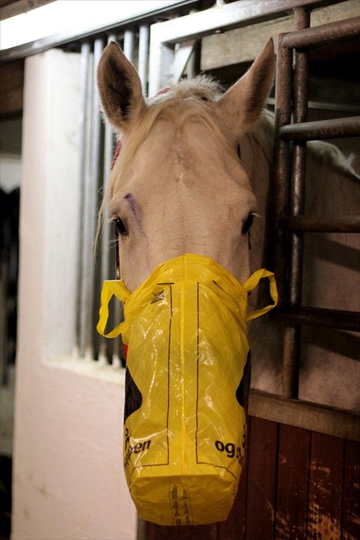 Sjov med Netto-pose ;)  billede 19