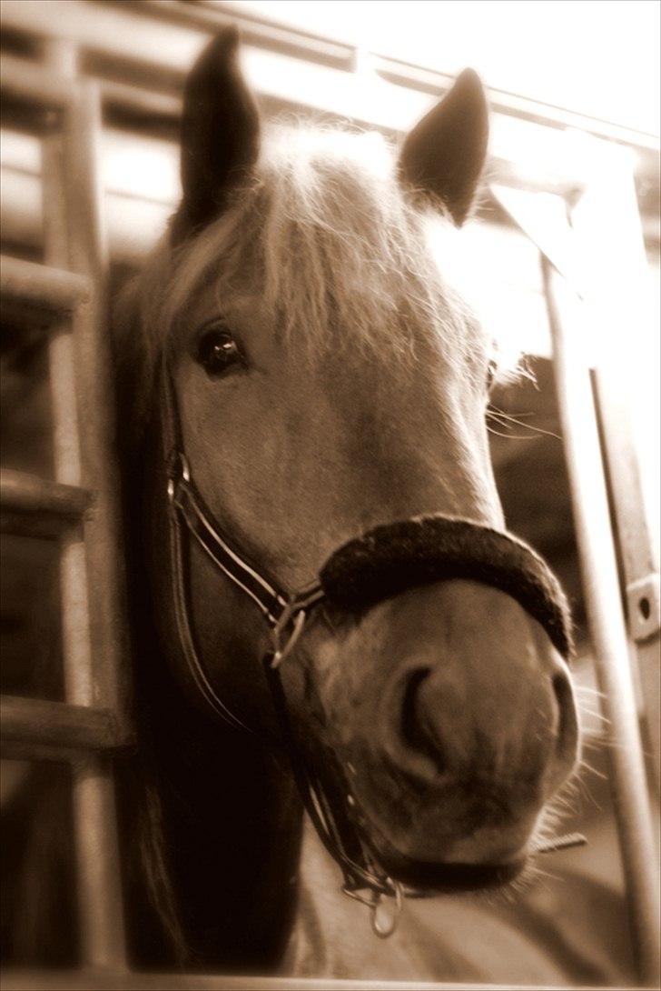 Sjov med Netto-pose ;)  billede 20