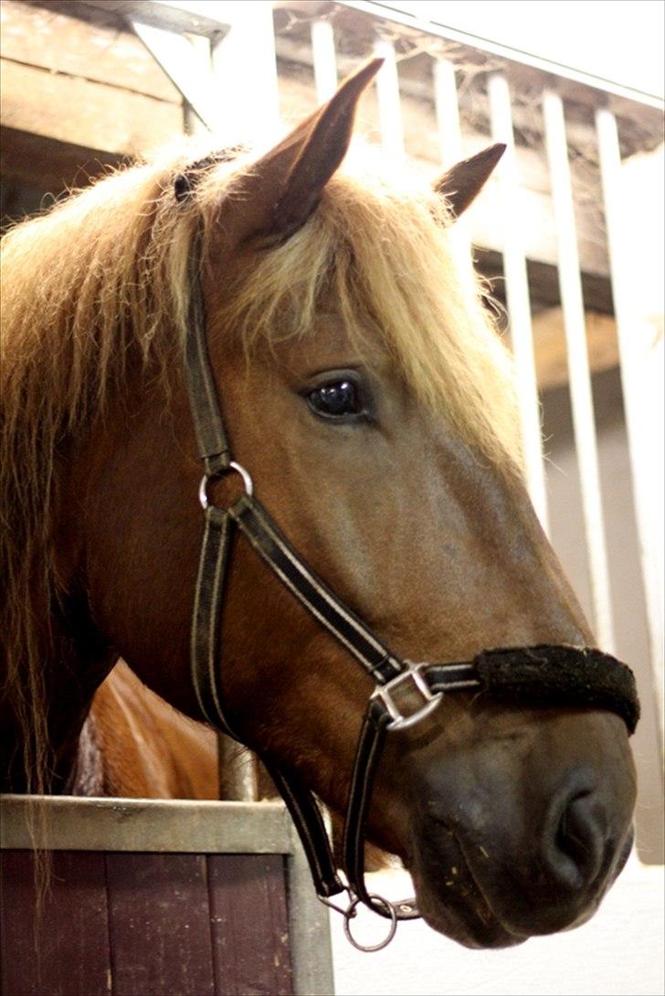 Sjov med Netto-pose ;)  billede 21