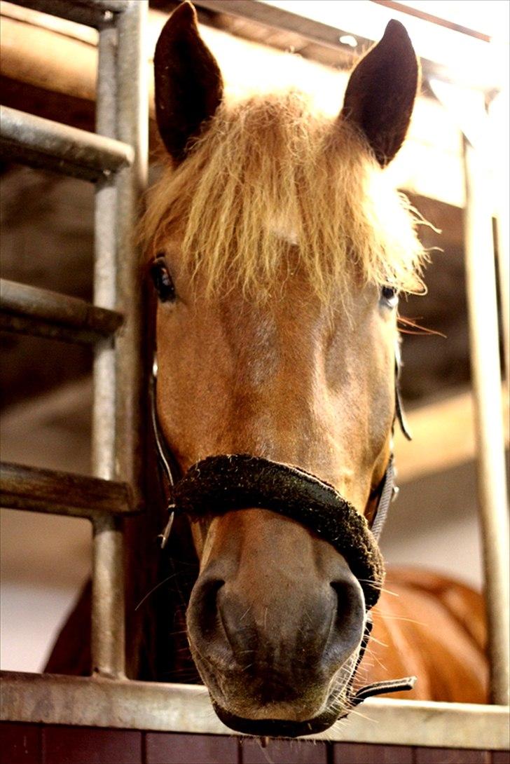 Sjov med Netto-pose ;)  billede 22