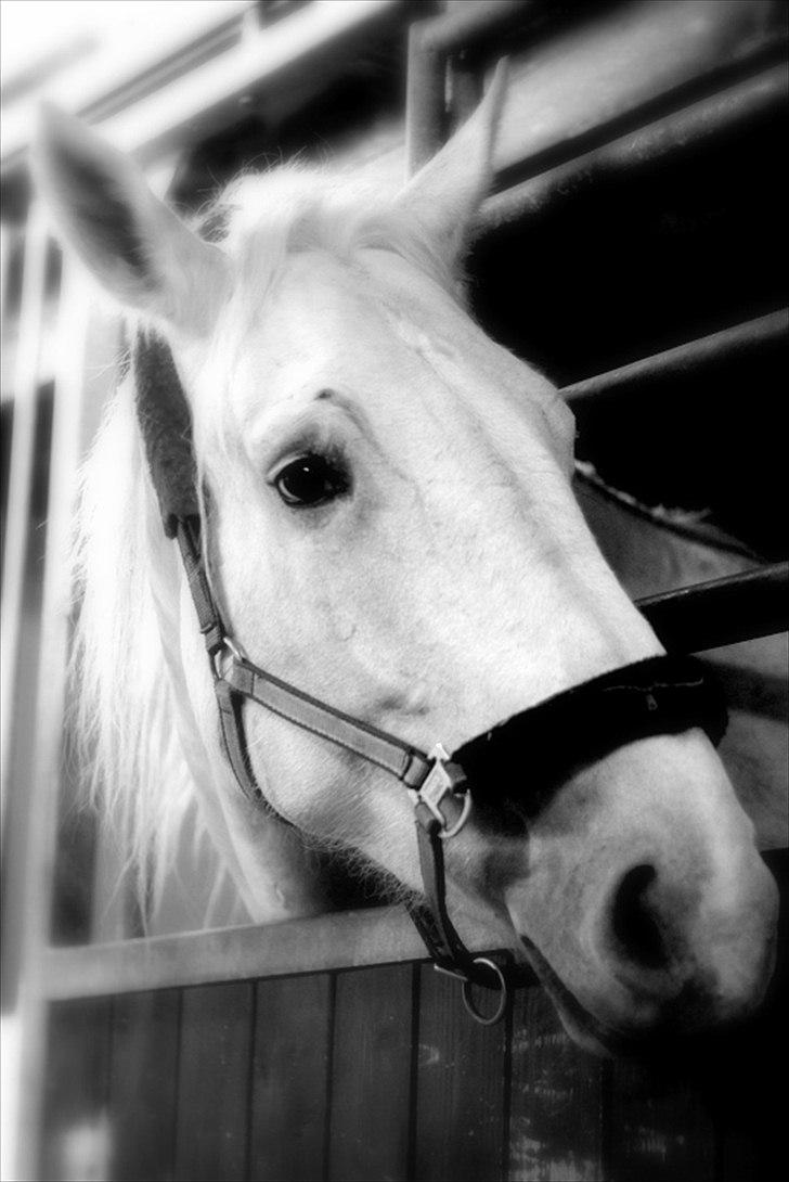 Sjov med Netto-pose ;)  billede 23