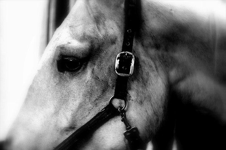 Sjov med Netto-pose ;)  billede 24