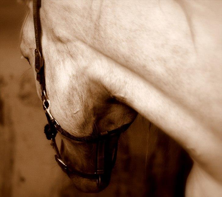 Sjov med Netto-pose ;)  billede 25