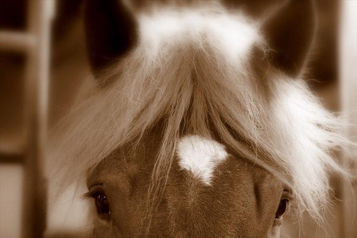 Sjov med Netto-pose ;)  billede 28