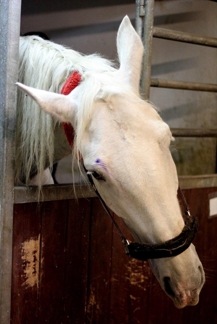 Sjov med Netto-pose ;)  billede 29