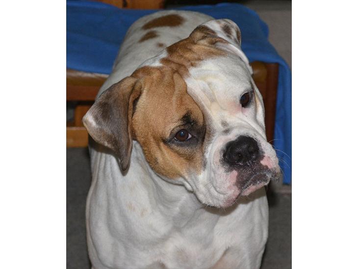 {{currentPhoto.altText}} billede {{currentPhoto.number}}