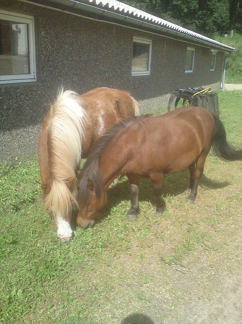Ridelejr på Vinkærgård :) - Prins og Findus :) De går løs rundt sammen med 3 islænder (:
Jeg er meget imponeret over at de bare går rundt :D billede 1
