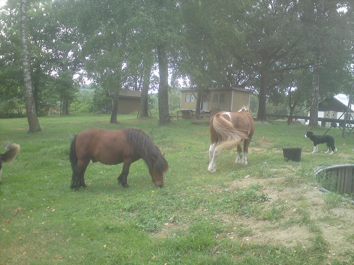 Ridelejr på Vinkærgård :) - Findus (t.v) og Prins (t.h) - og så lille Hilda, hvalpen til højre :) billede 2