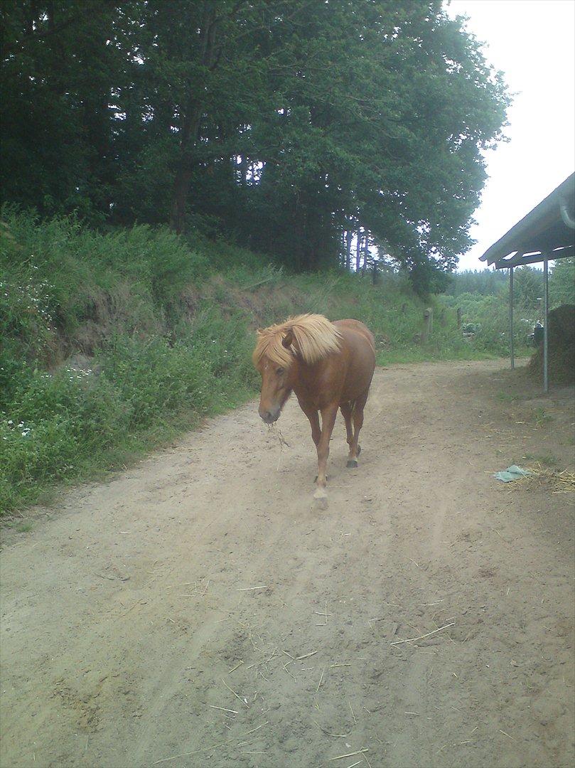 Ridelejr på Vinkærgård :) - En anden 'løs' hest :) billede 3