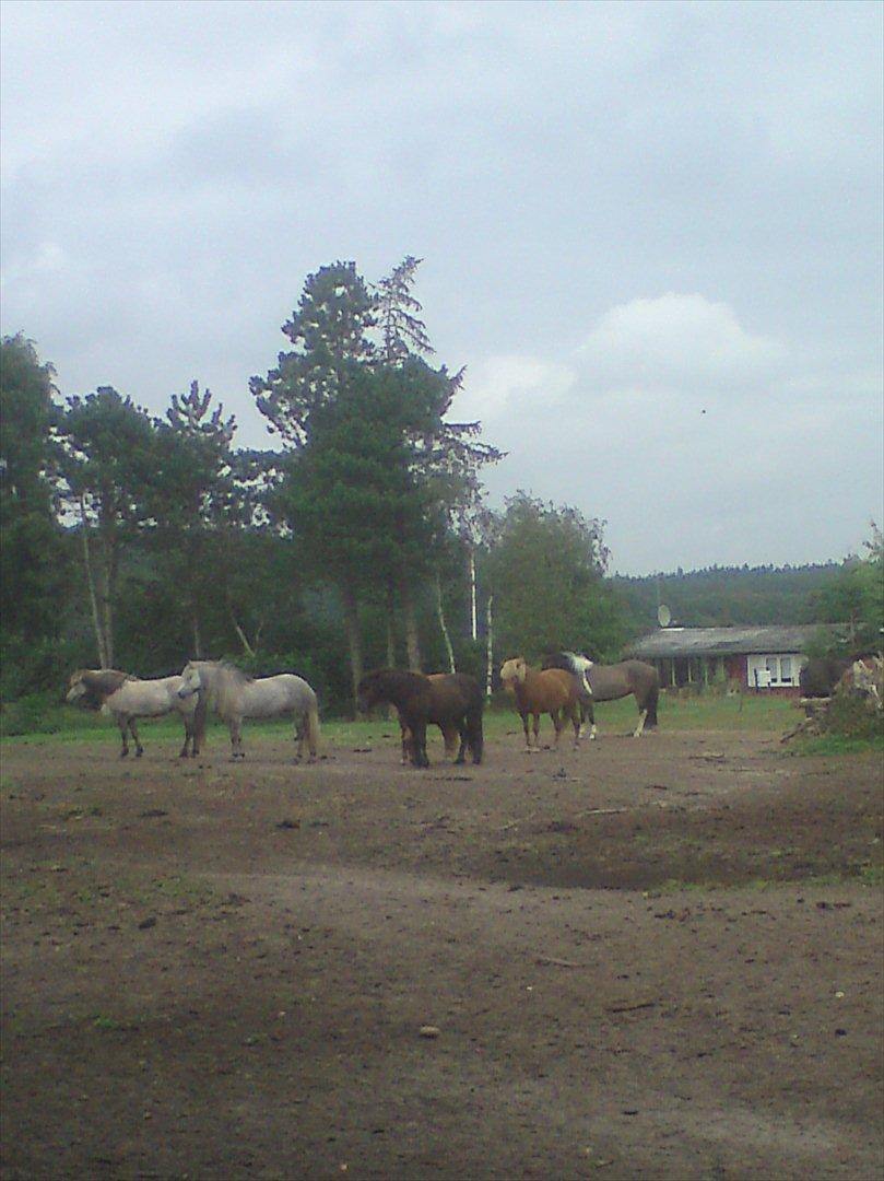 Ridelejr på Vinkærgård :) - Lidt af hopperne :) billede 4