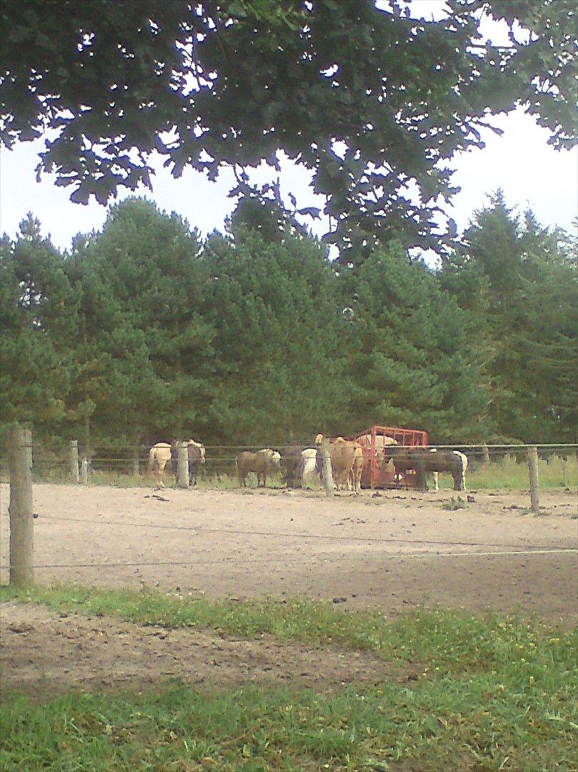 Ridelejr på Vinkærgård :) - Lidt af vallakerne :) billede 5